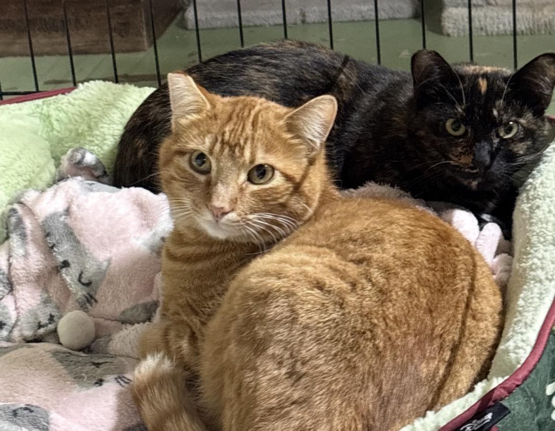 Charlie , ADOPTABLE, Young Male American Shorthair.