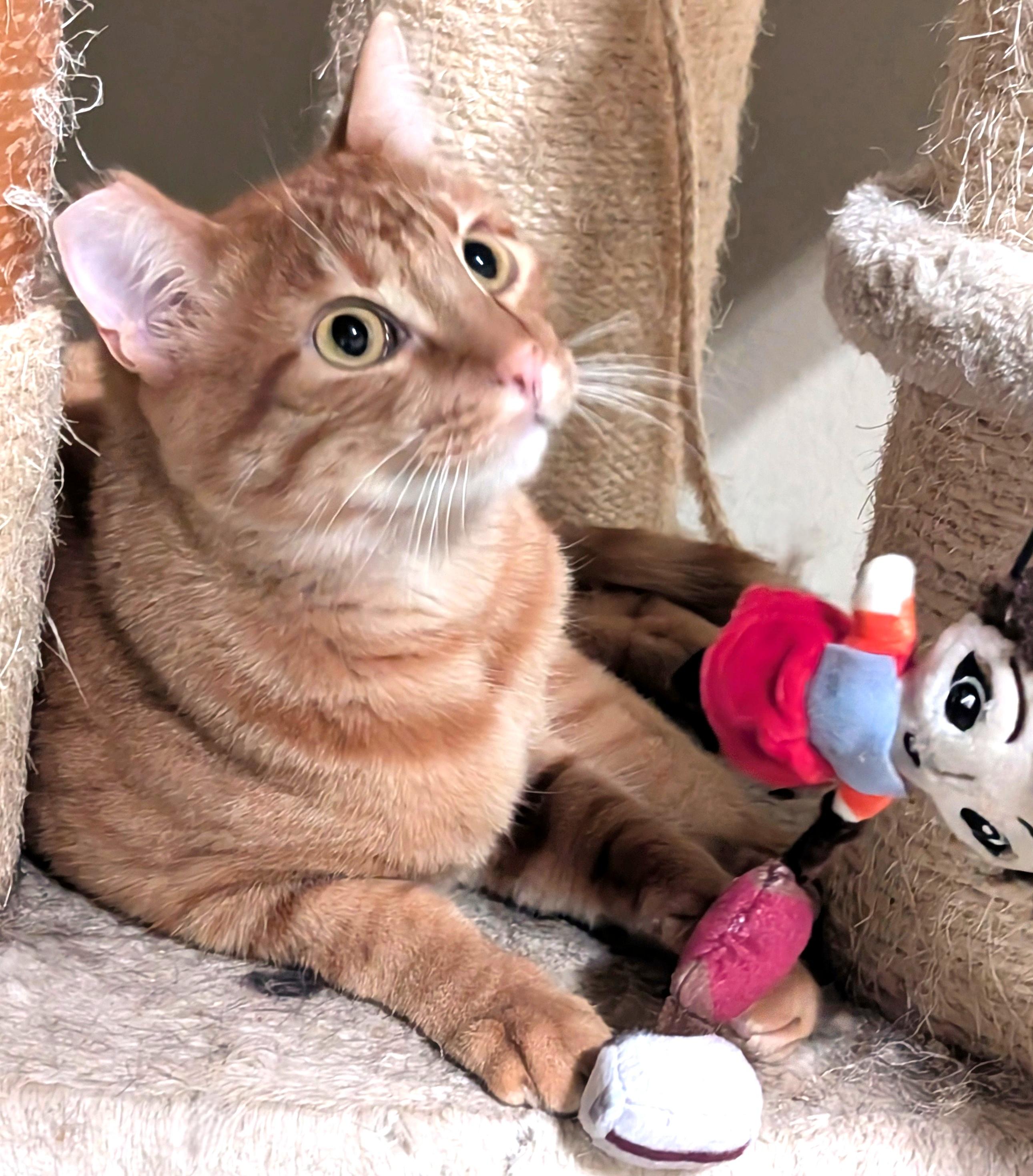 Charlie, Adoptable, Young Male American Shorthair.
