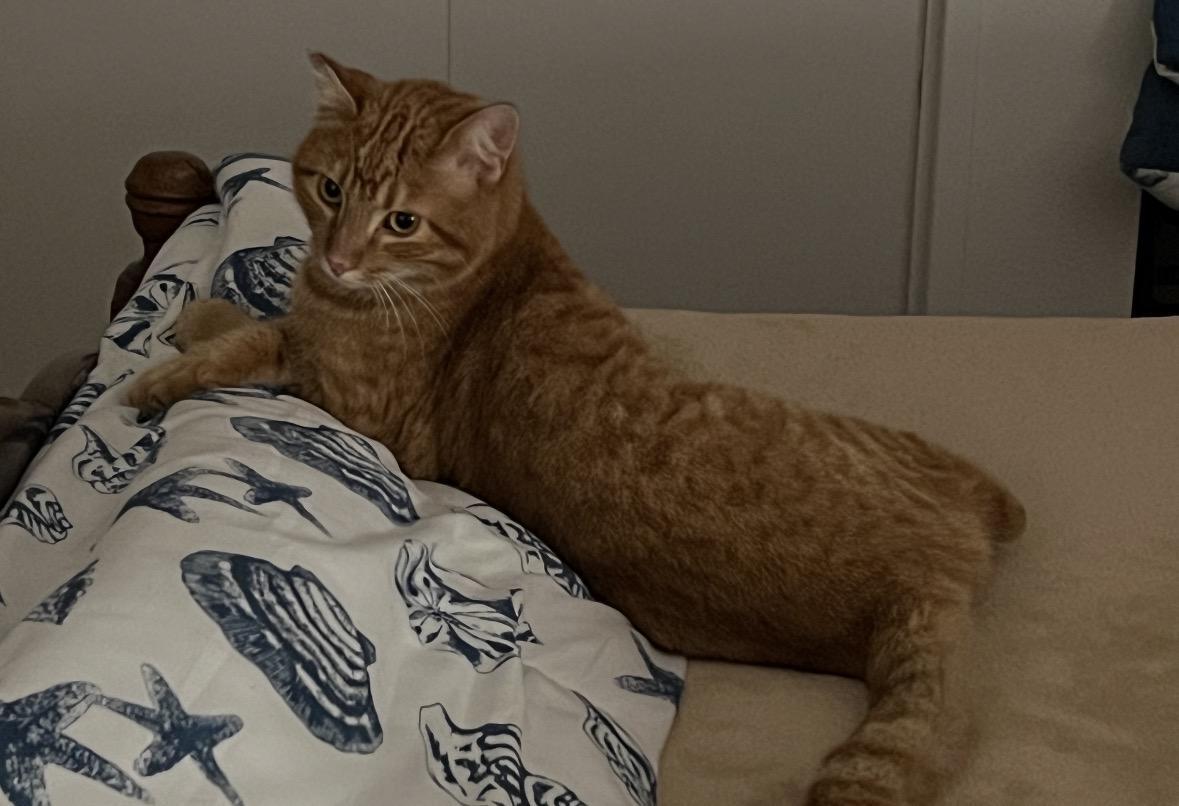 Enlarge Charlie, a Adoptable American Shorthair in San Diego, CA image 1/2