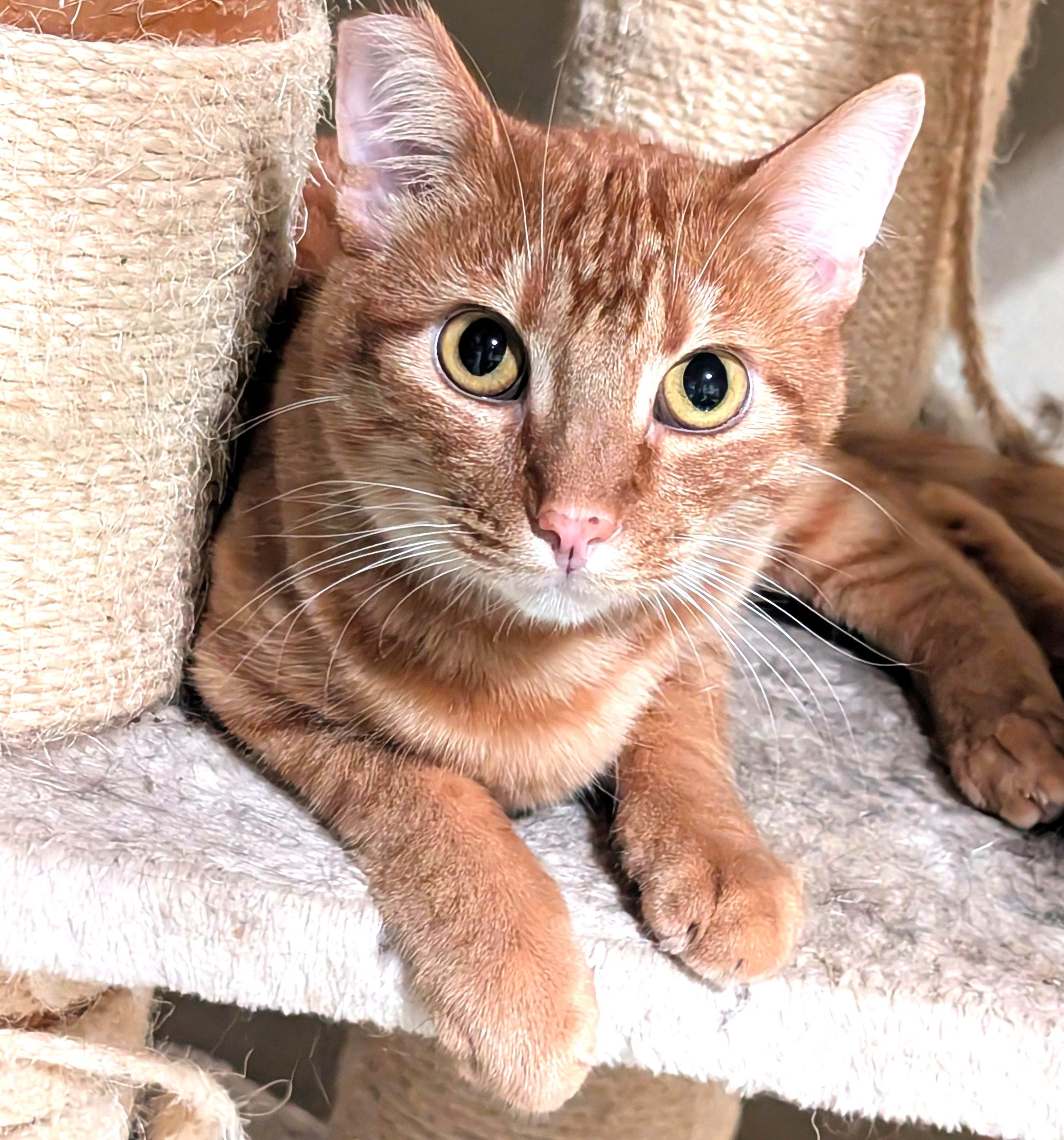 Charlie, a Adoptable American Shorthair in San Diego, CA image 3/3