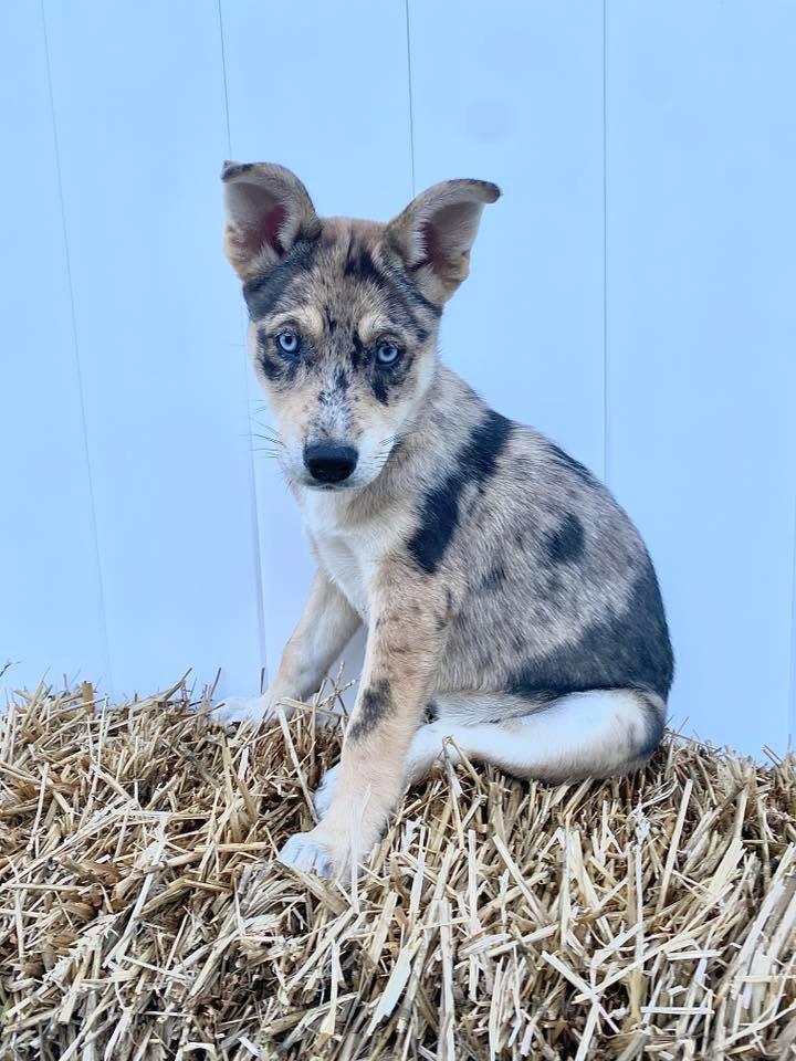 Enlarge Monroe, an adopted mixed breed in Billerica, MA image 1/3