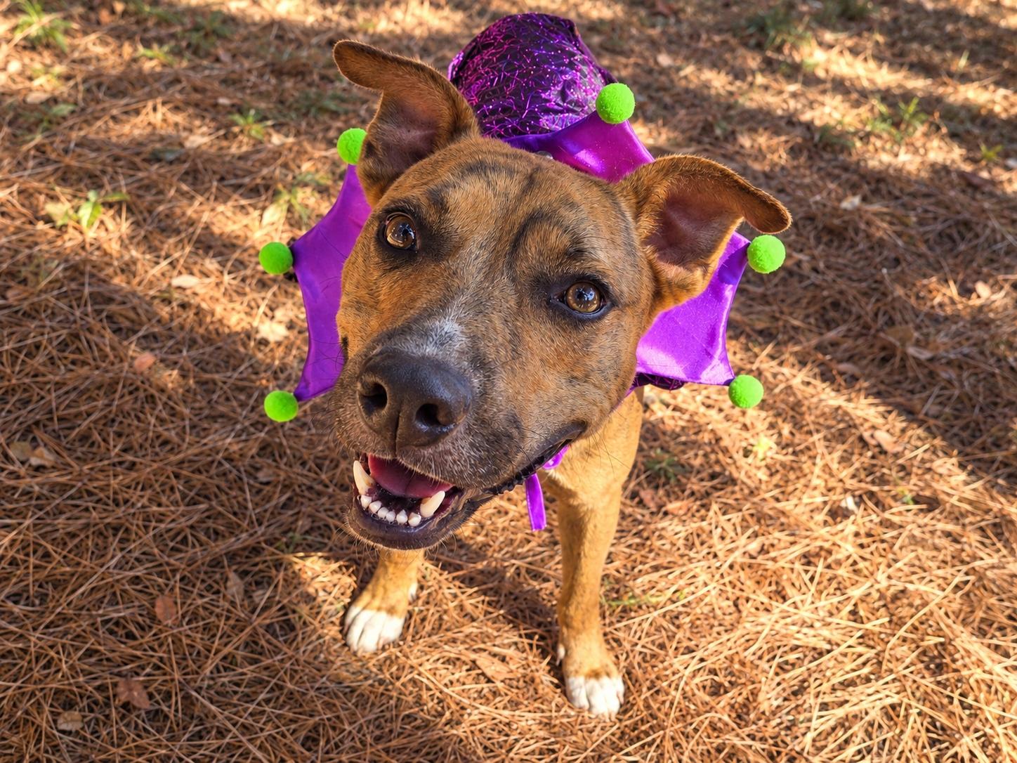 Enlarge Rorshak, a Adoptable mixed breed in Willis, TX image 1/6