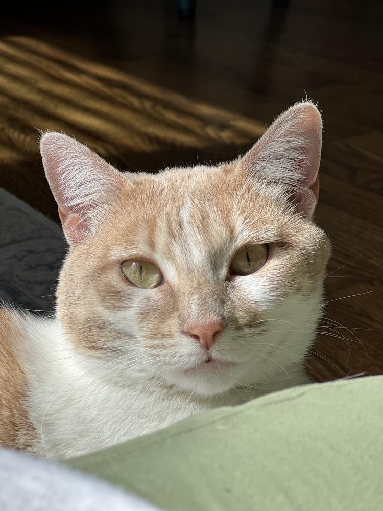 Livonia, a Adoptable Domestic Short Hair in Fort collins, CO image 1/6