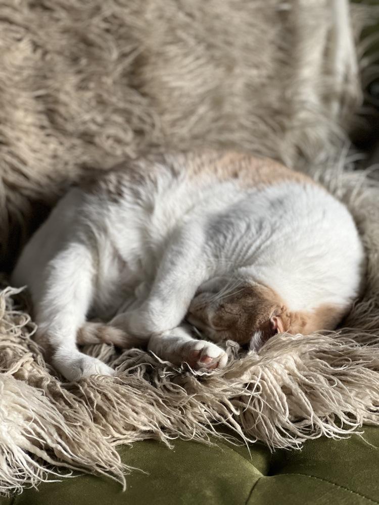Livonia, a Adoptable Domestic Short Hair in Fort collins, CO image 3/6