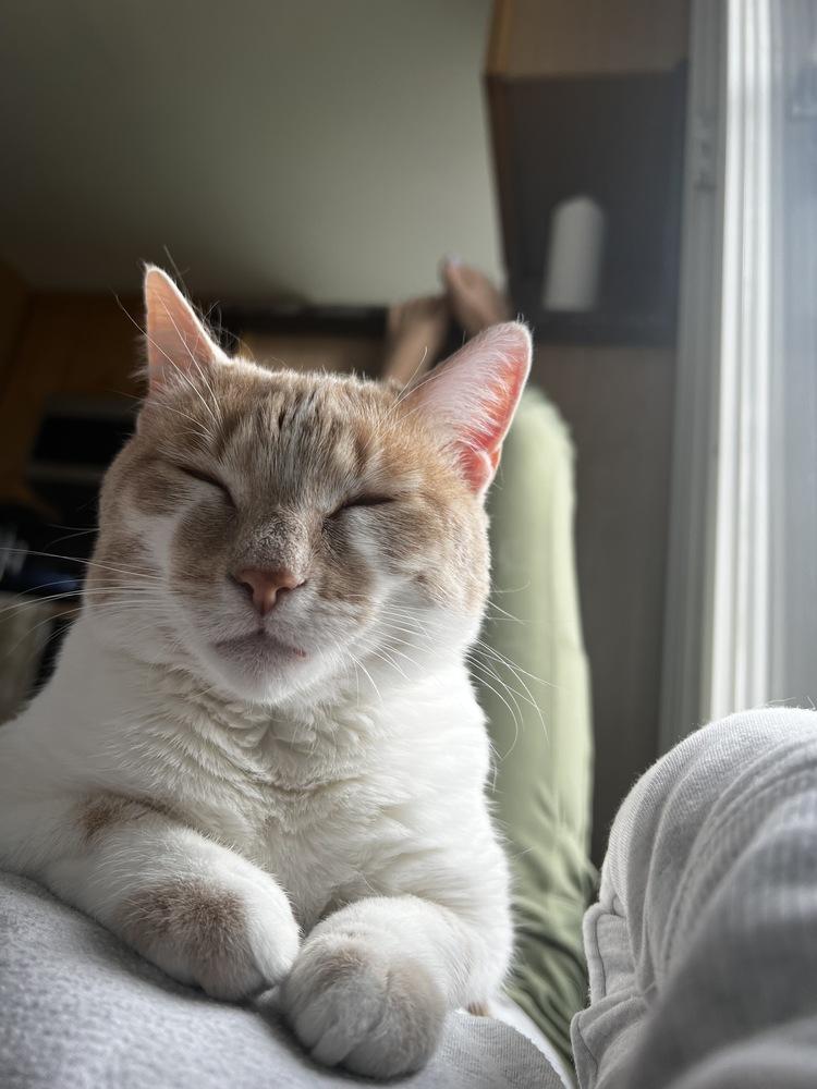 Livonia, a Adoptable Domestic Short Hair in Fort collins, CO image 4/6