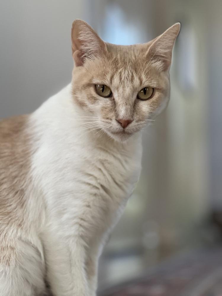 Livonia, a Adoptable Domestic Short Hair in Fort collins, CO image 5/6