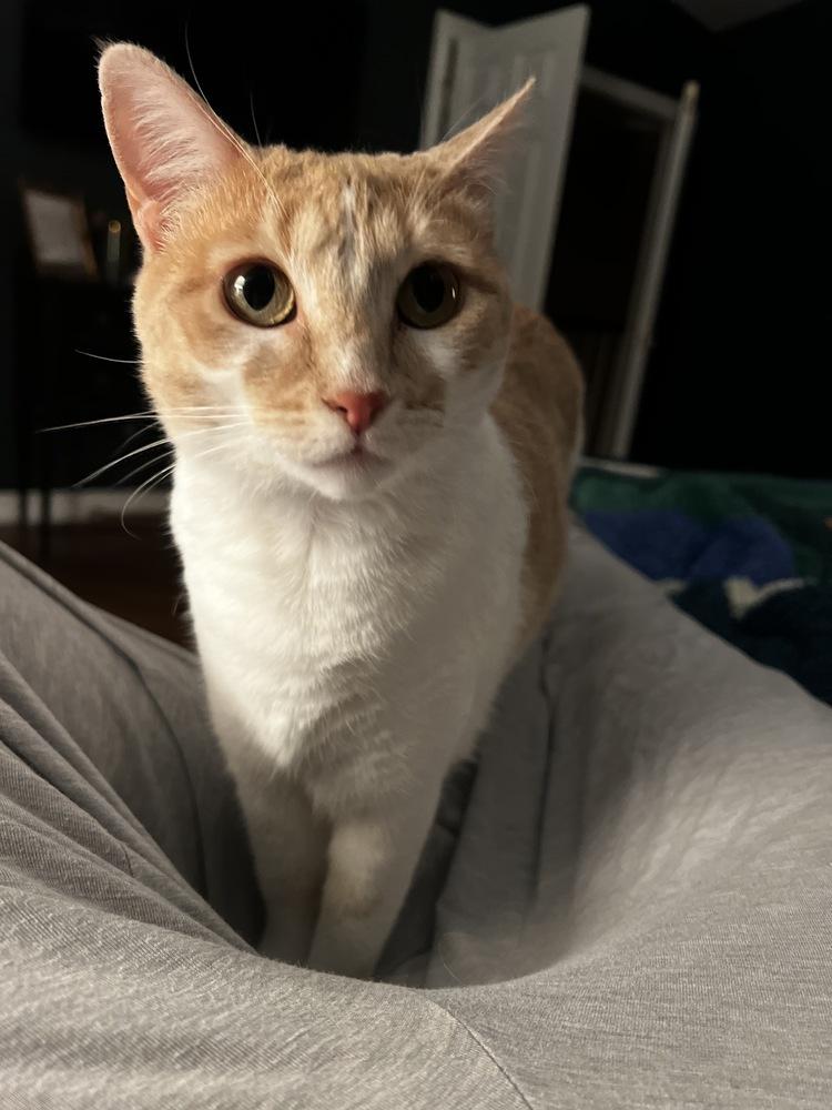 Livonia, a Adoptable Domestic Short Hair in Fort collins, CO image 6/6