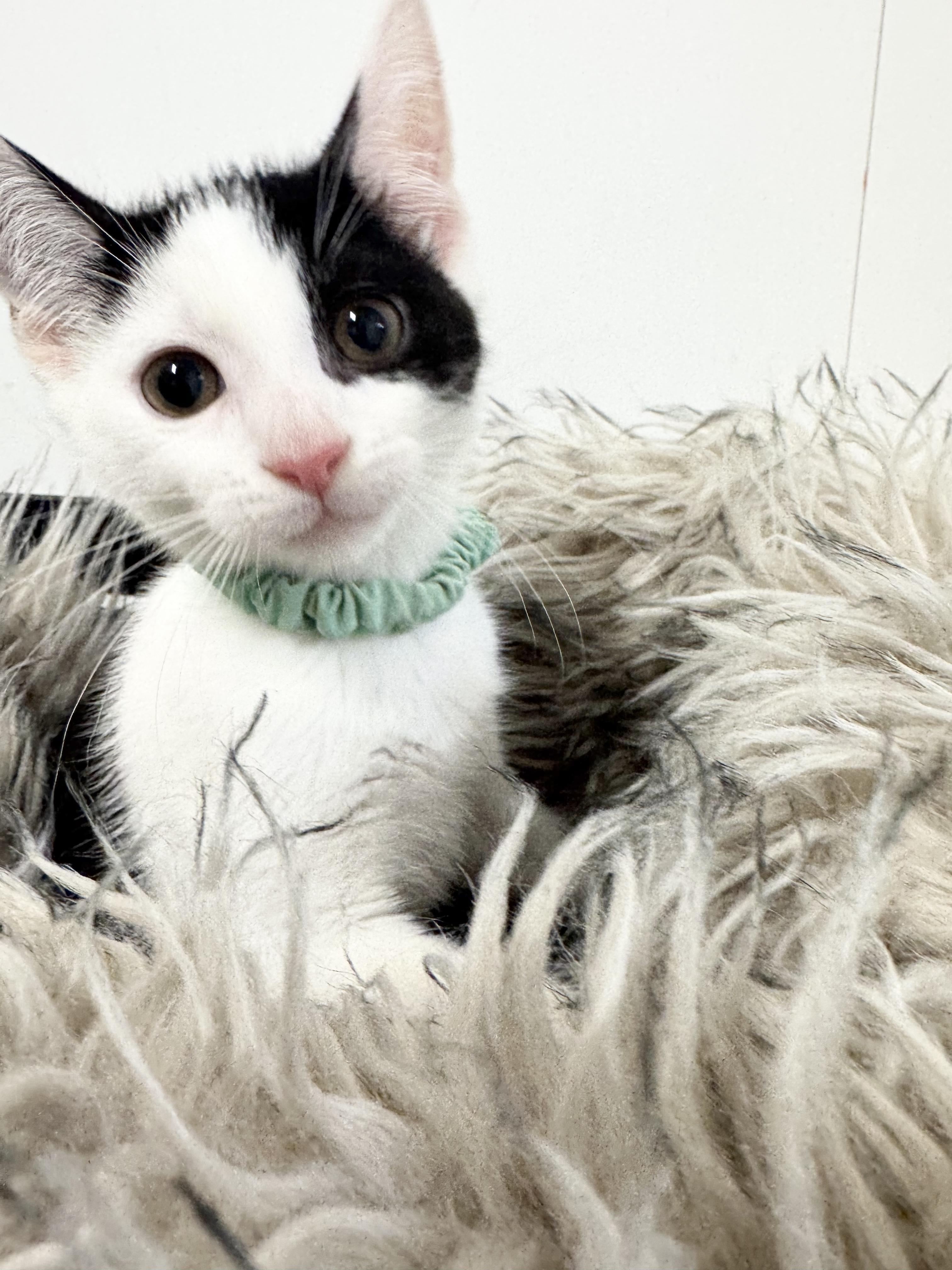 Snuggly Esteban, a ADOPTABLE Domestic Short Hair in West Hartford , CT image 1/5