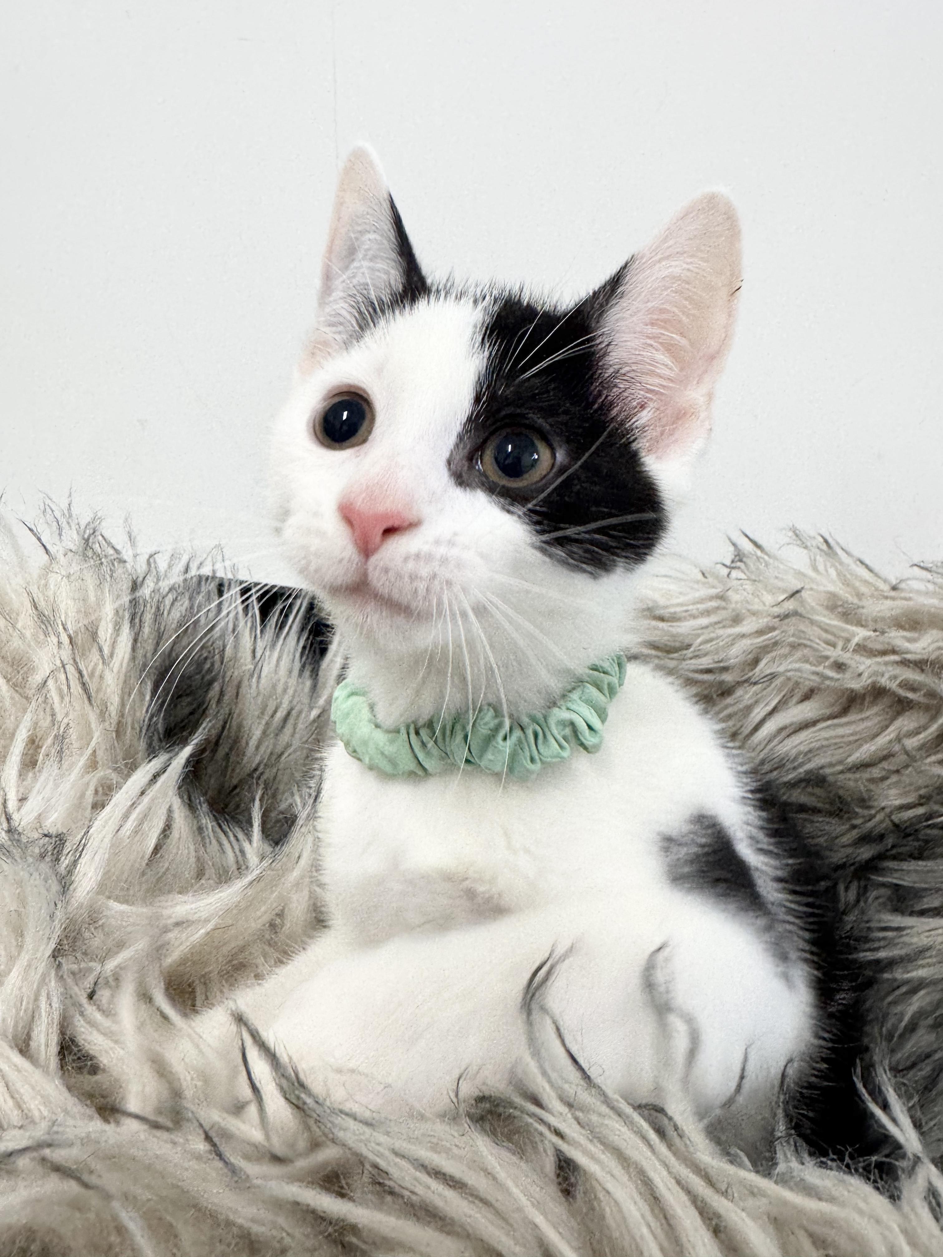 Snuggly Esteban, a ADOPTABLE Domestic Short Hair in West Hartford , CT image 3/5