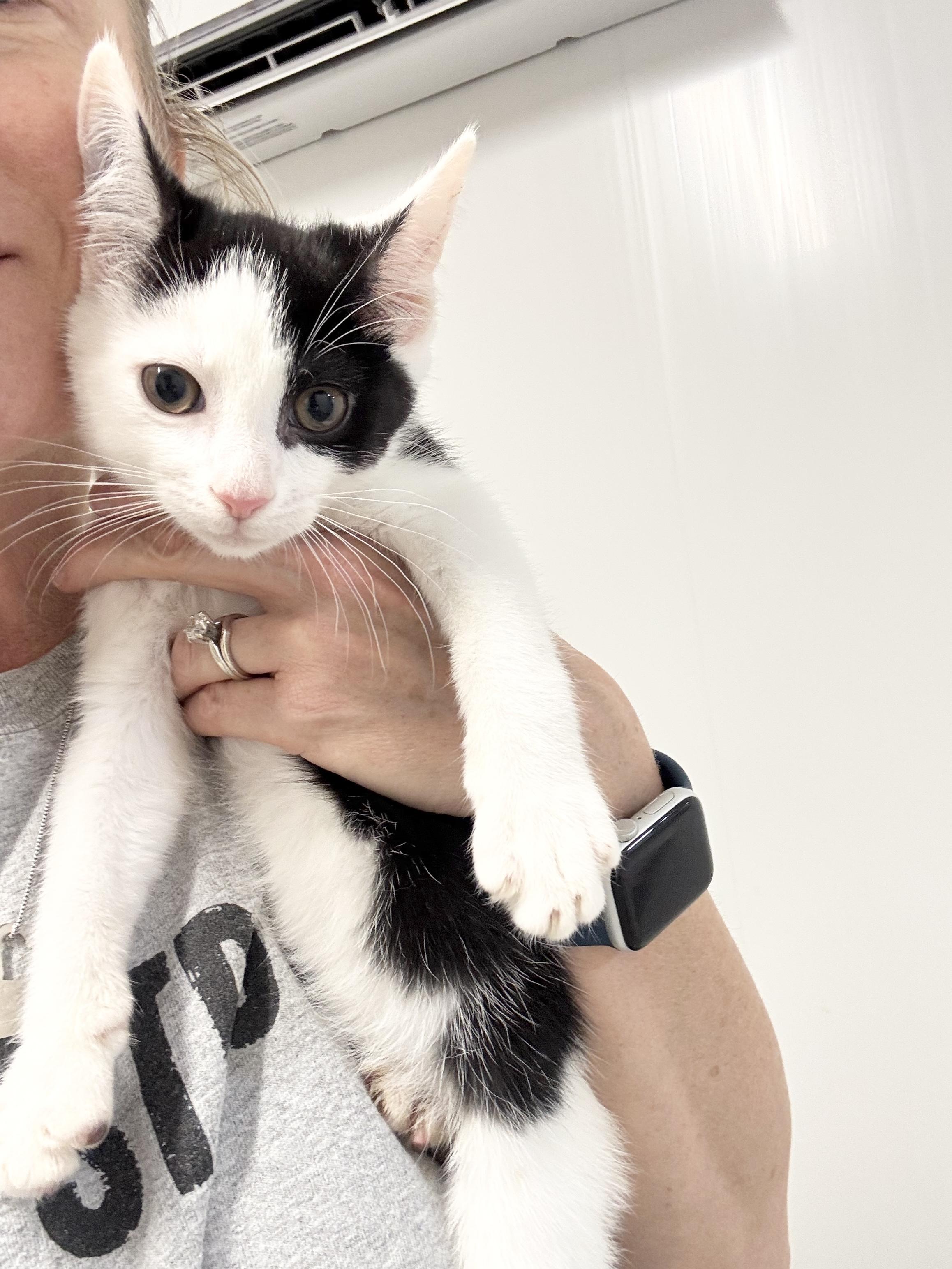 Snuggly Esteban, a ADOPTABLE Domestic Short Hair in West Hartford , CT image 4/5