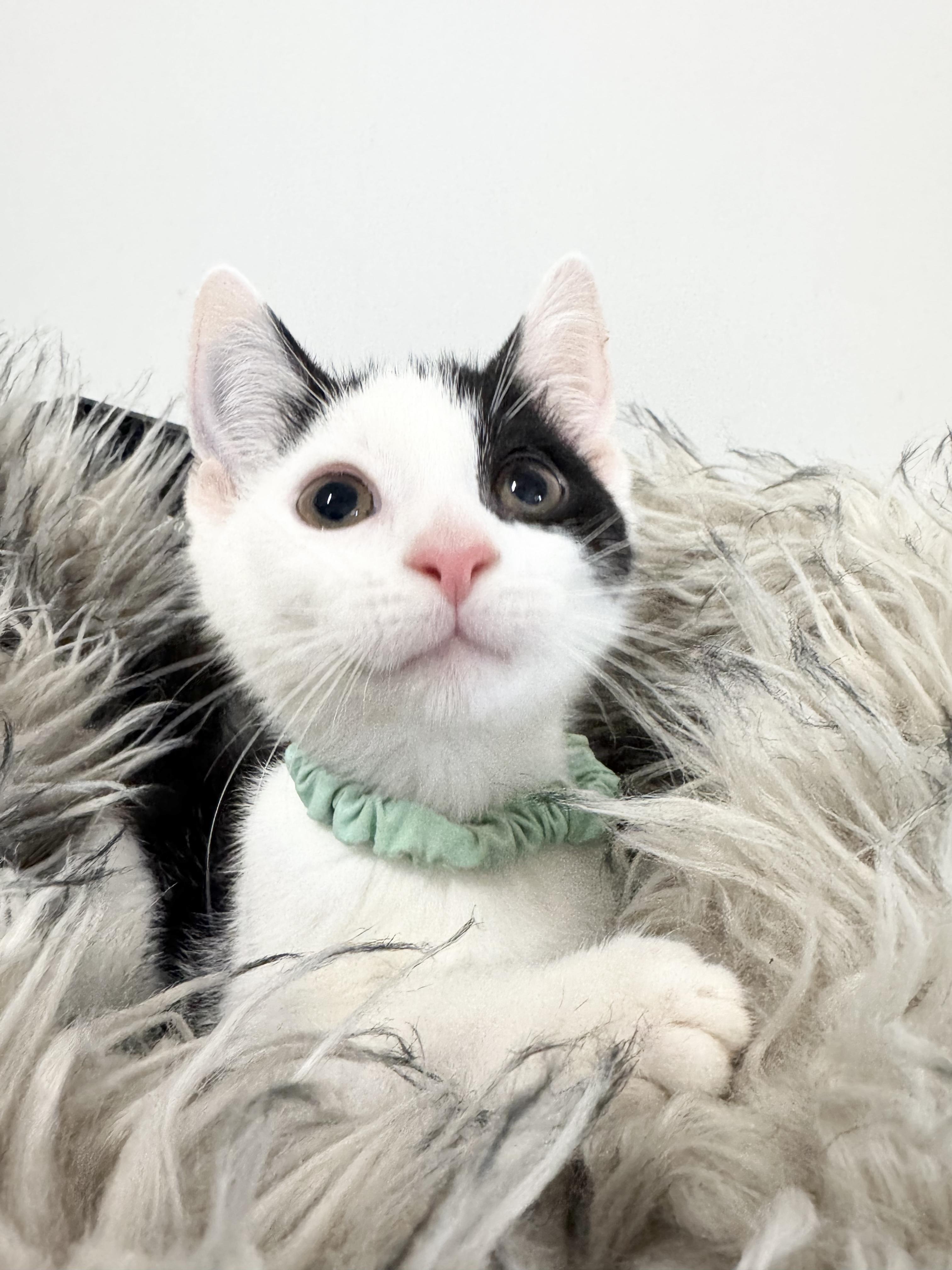 Snuggly Esteban, a ADOPTABLE Domestic Short Hair in West Hartford , CT image 5/5