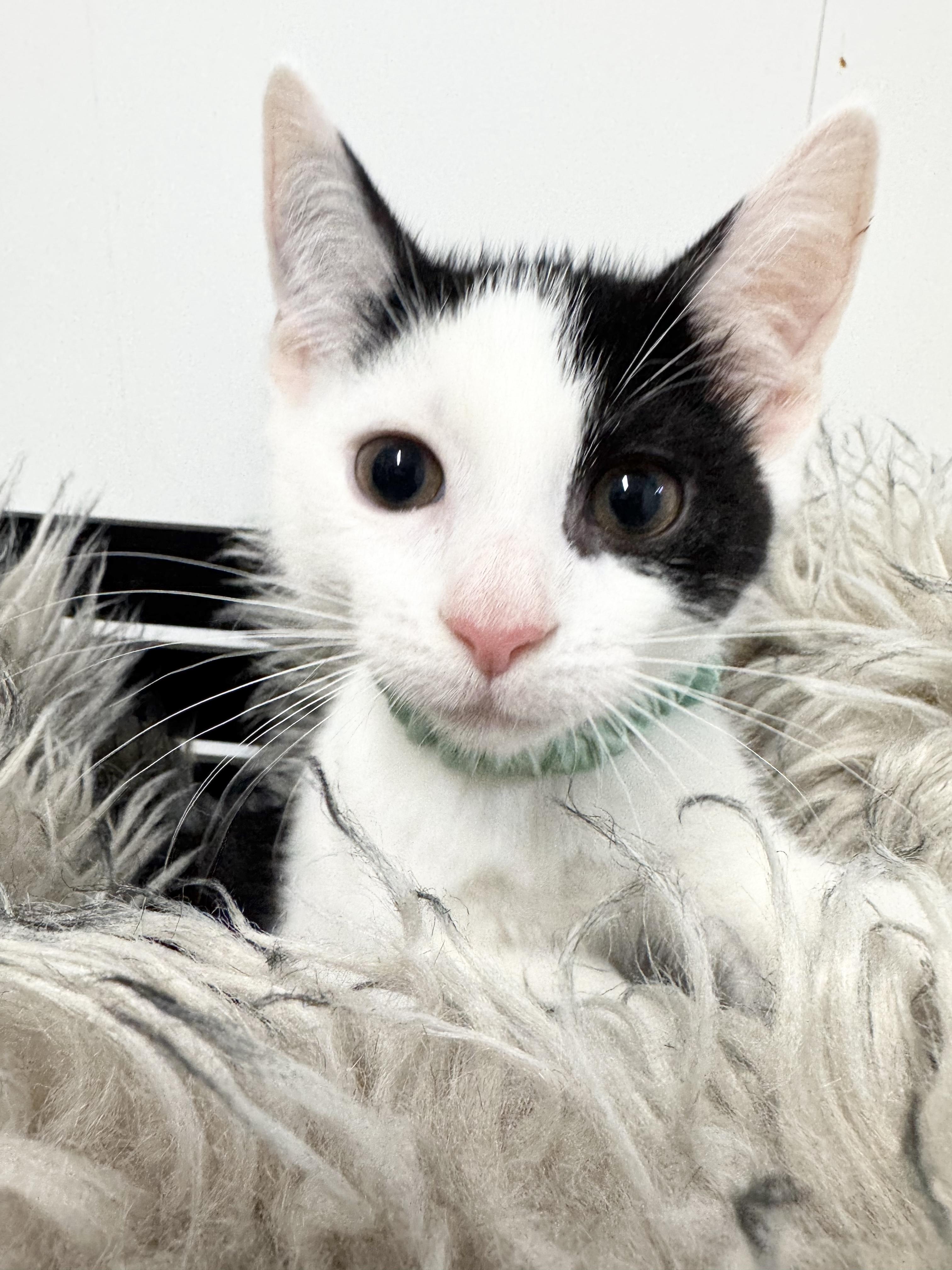 Snuggly Esteban, a ADOPTABLE Domestic Short Hair in West Hartford , CT image 2/5