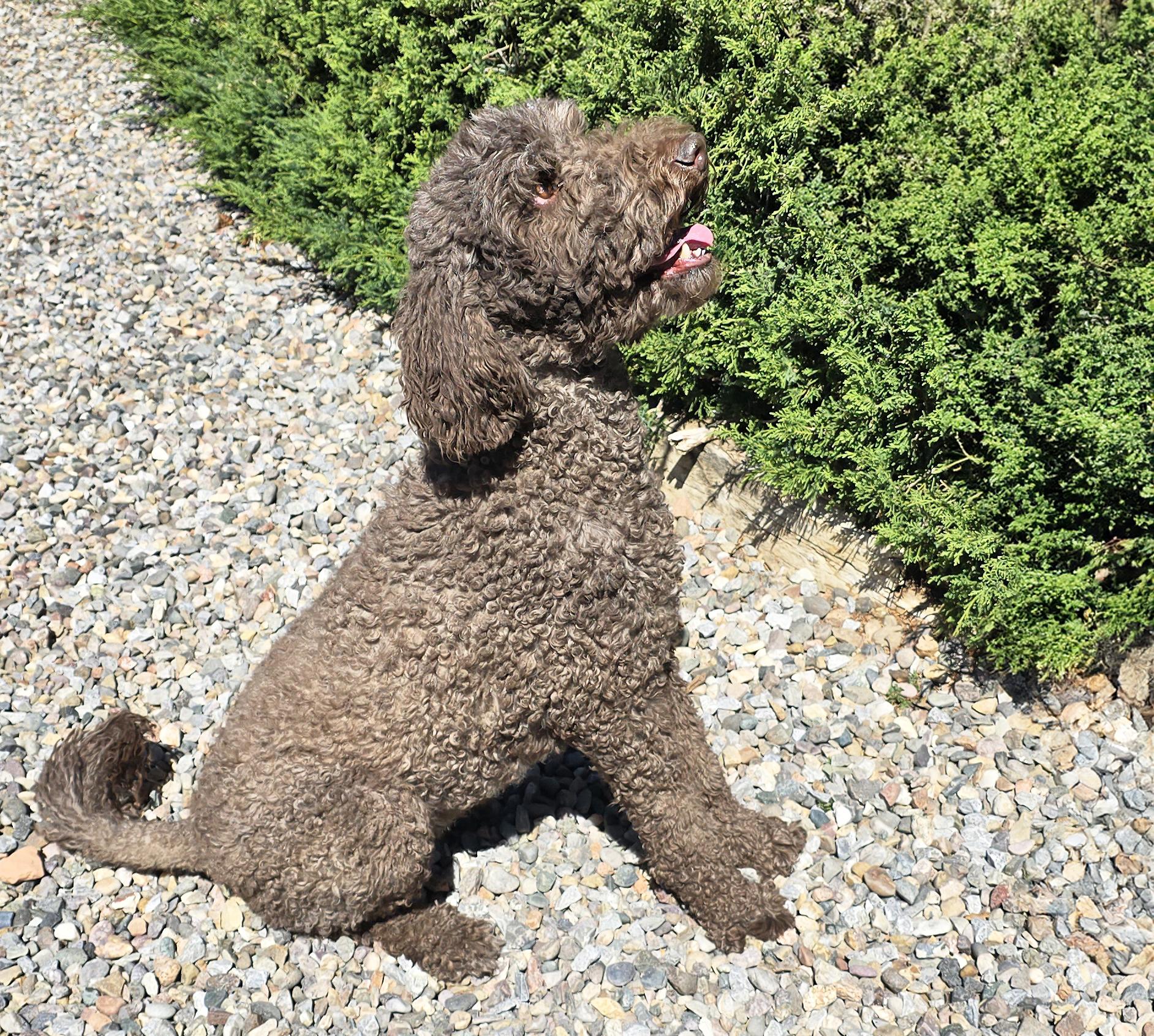 Enlarge Jazzy Ms Jemma P ~ Spectacular !, an adopted Standard Poodle in Albuquerque, NM image 4/6