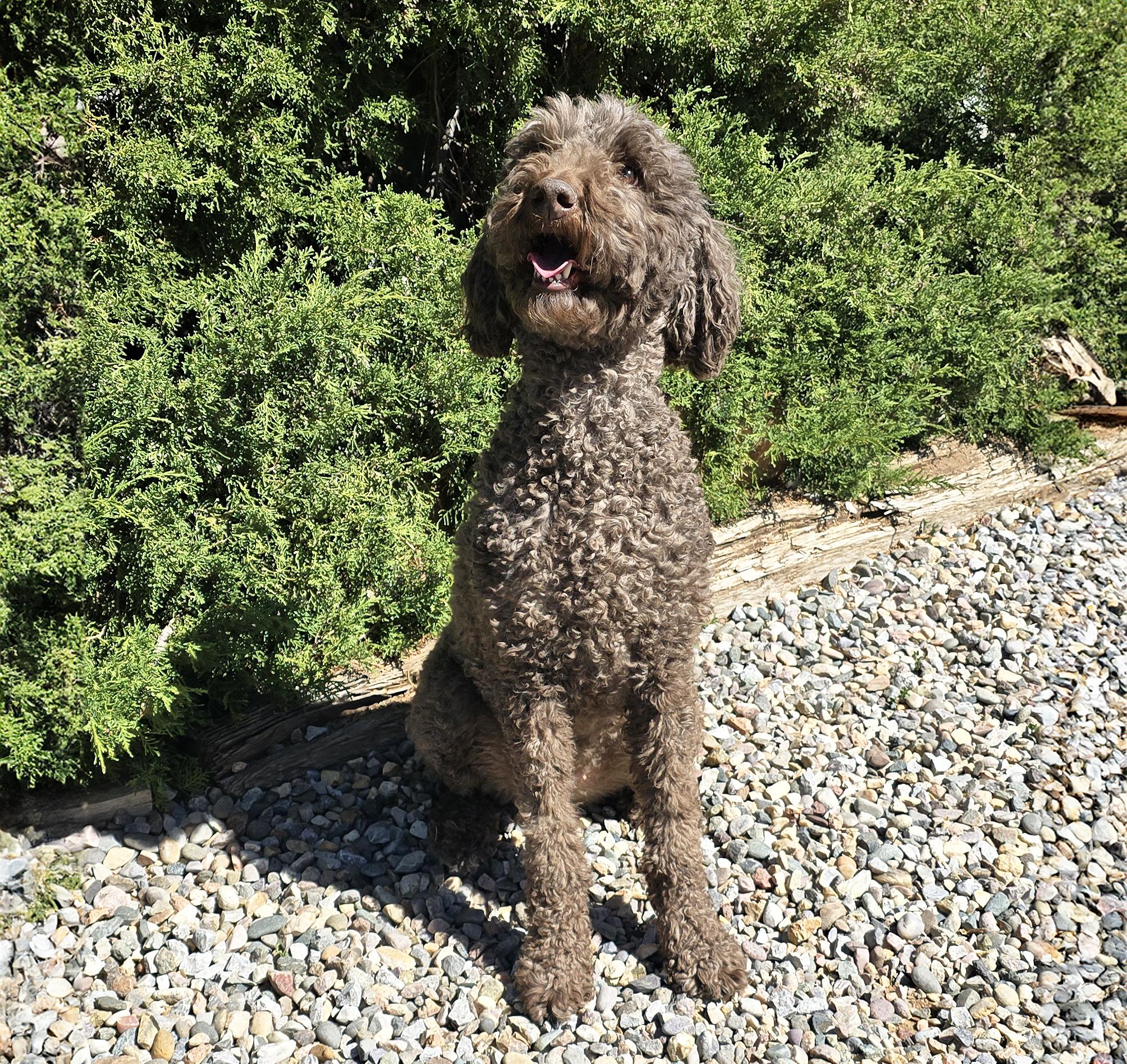 Enlarge Jazzy Ms Jemma P ~ Spectacular !, an adopted Standard Poodle in Albuquerque, NM image 2/6