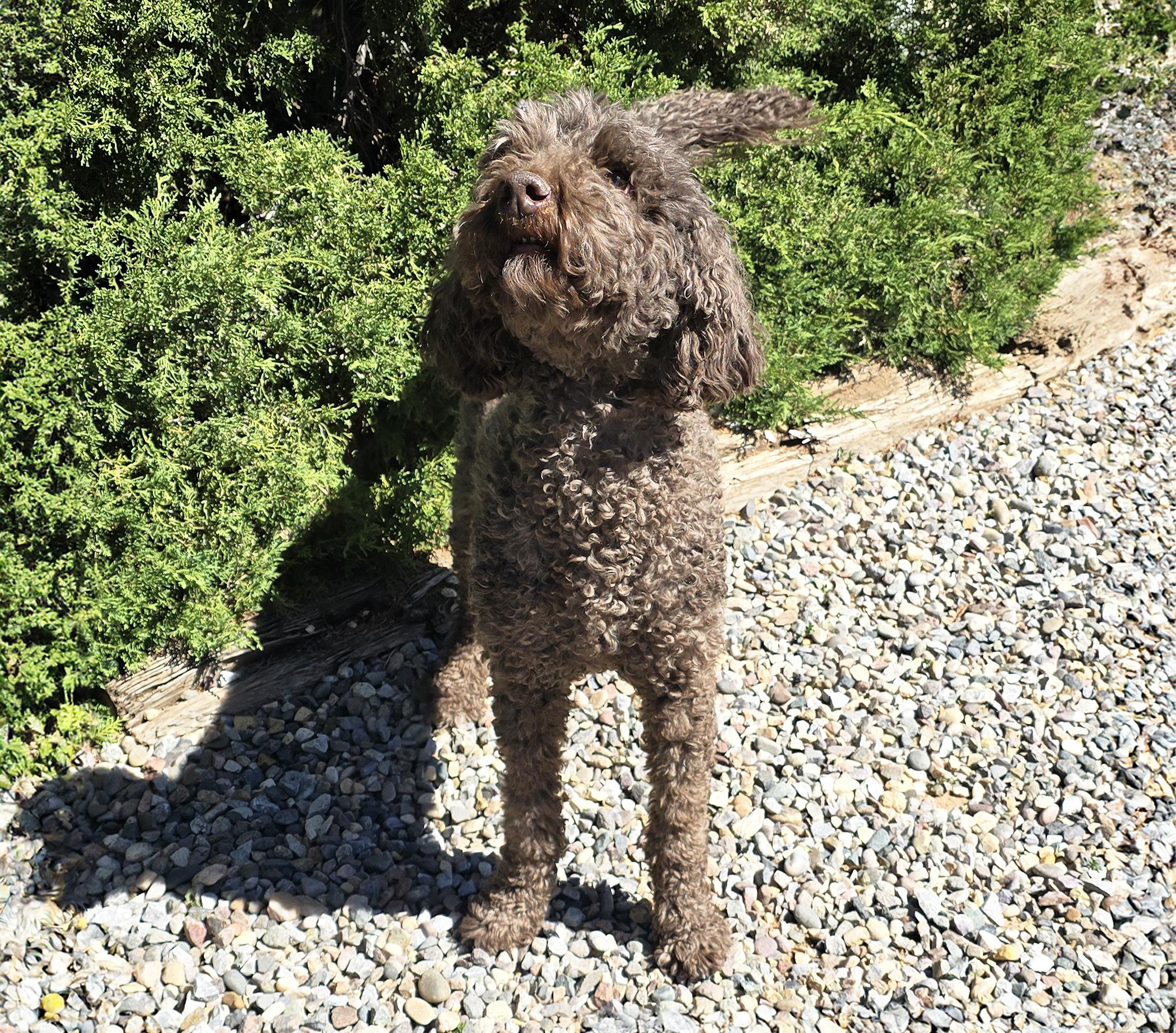 Enlarge Jazzy Ms Jemma P ~ Spectacular !, an adopted Standard Poodle in Albuquerque, NM image 3/6