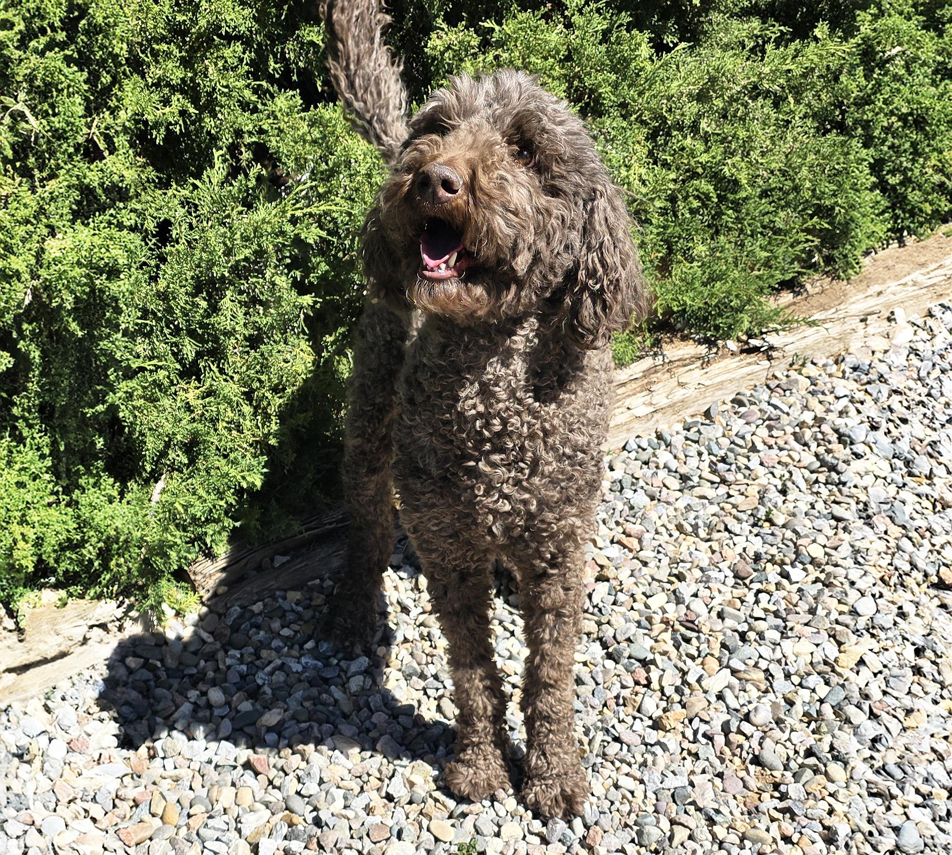 Enlarge Jazzy Ms Jemma P ~ Spectacular !, an adopted Standard Poodle in Albuquerque, NM image 5/6