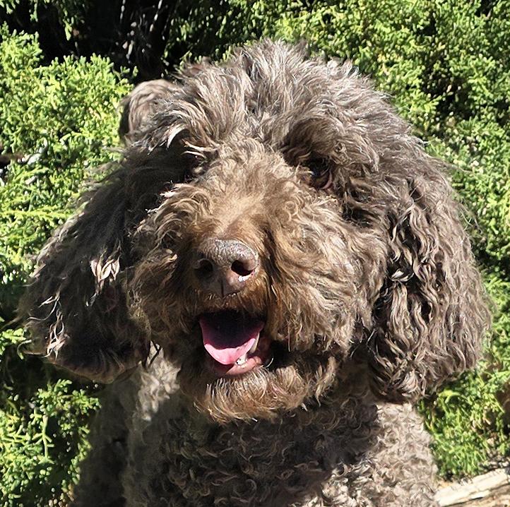 Enlarge Jazzy Ms Jemma P ~ Spectacular !, an adopted Standard Poodle in Albuquerque, NM image 1/6