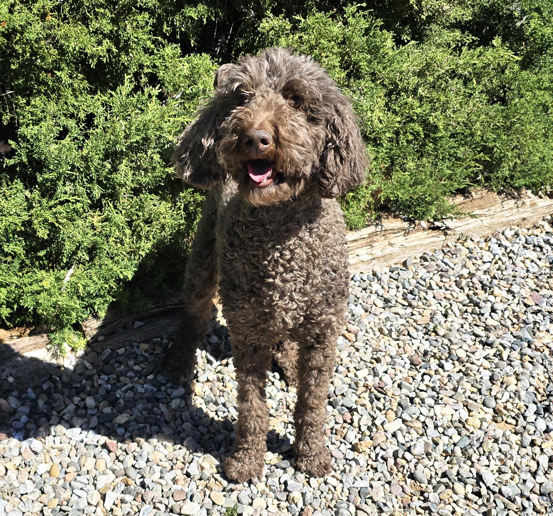 Enlarge Jazzy Ms Jemma P ~ Spectacular !, an adopted Standard Poodle in Albuquerque, NM image 6/6