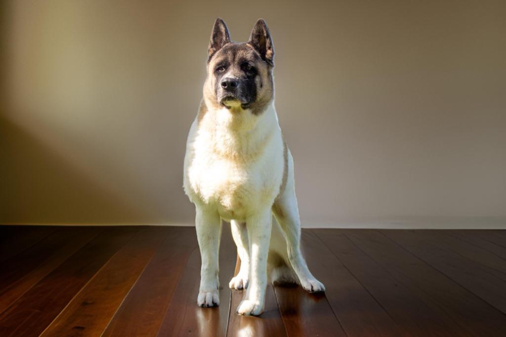 Enlarge Vortex, a Adoptable Akita in Sebastian, FL image 1/1