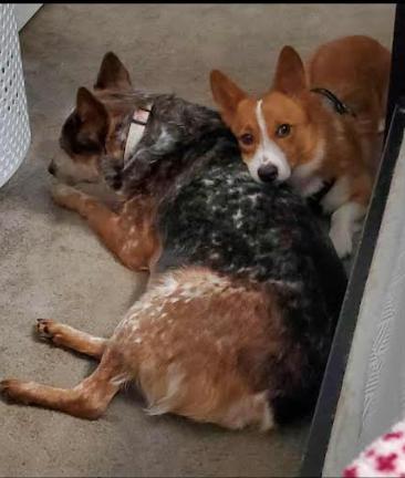 Charlie The Corgi thumbnail 2