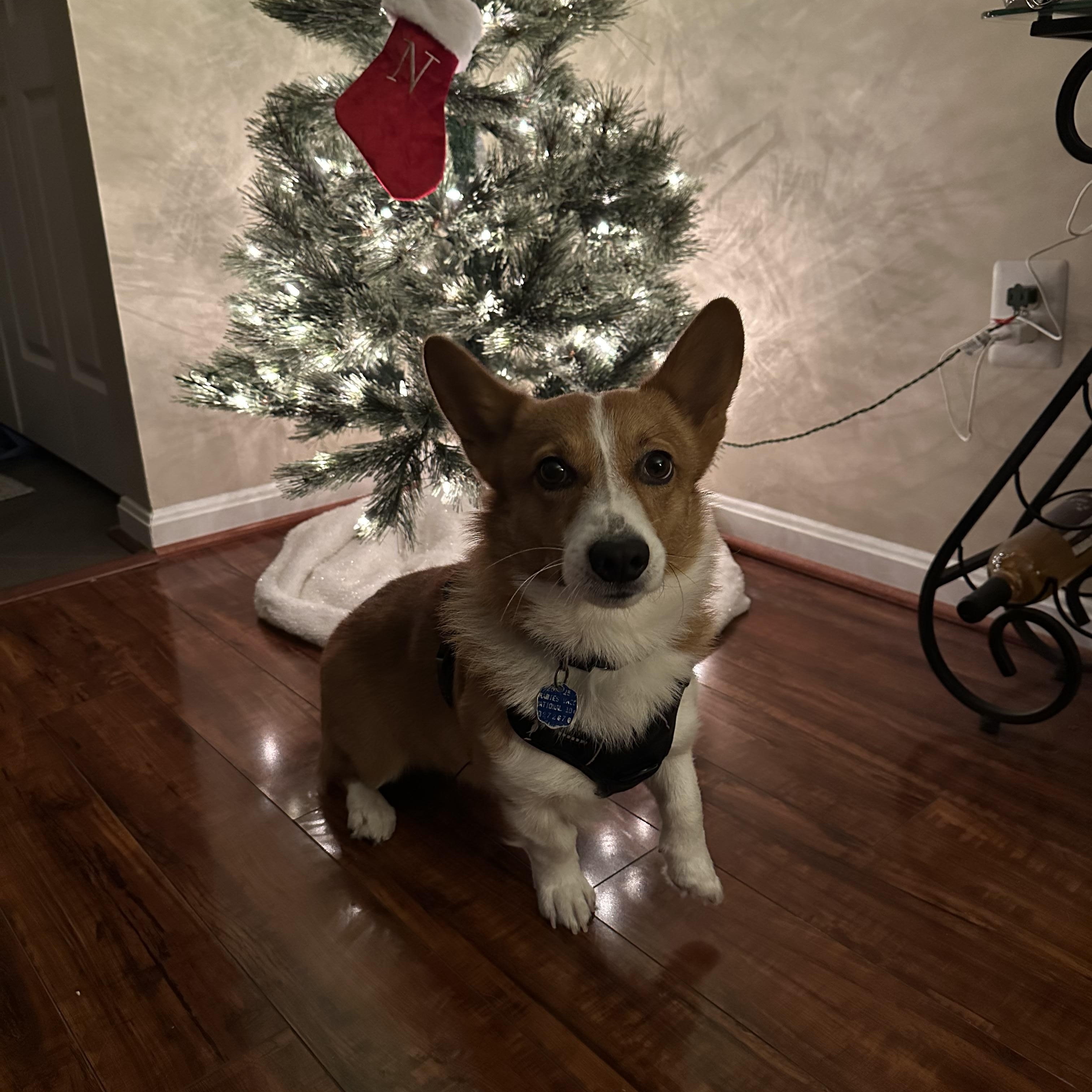 Charlie The Corgi