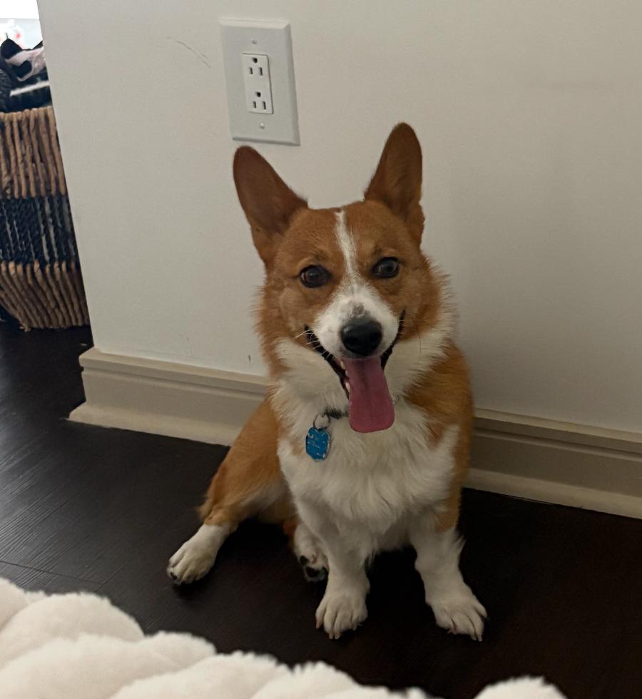 Charlie The Corgi thumbnail 4