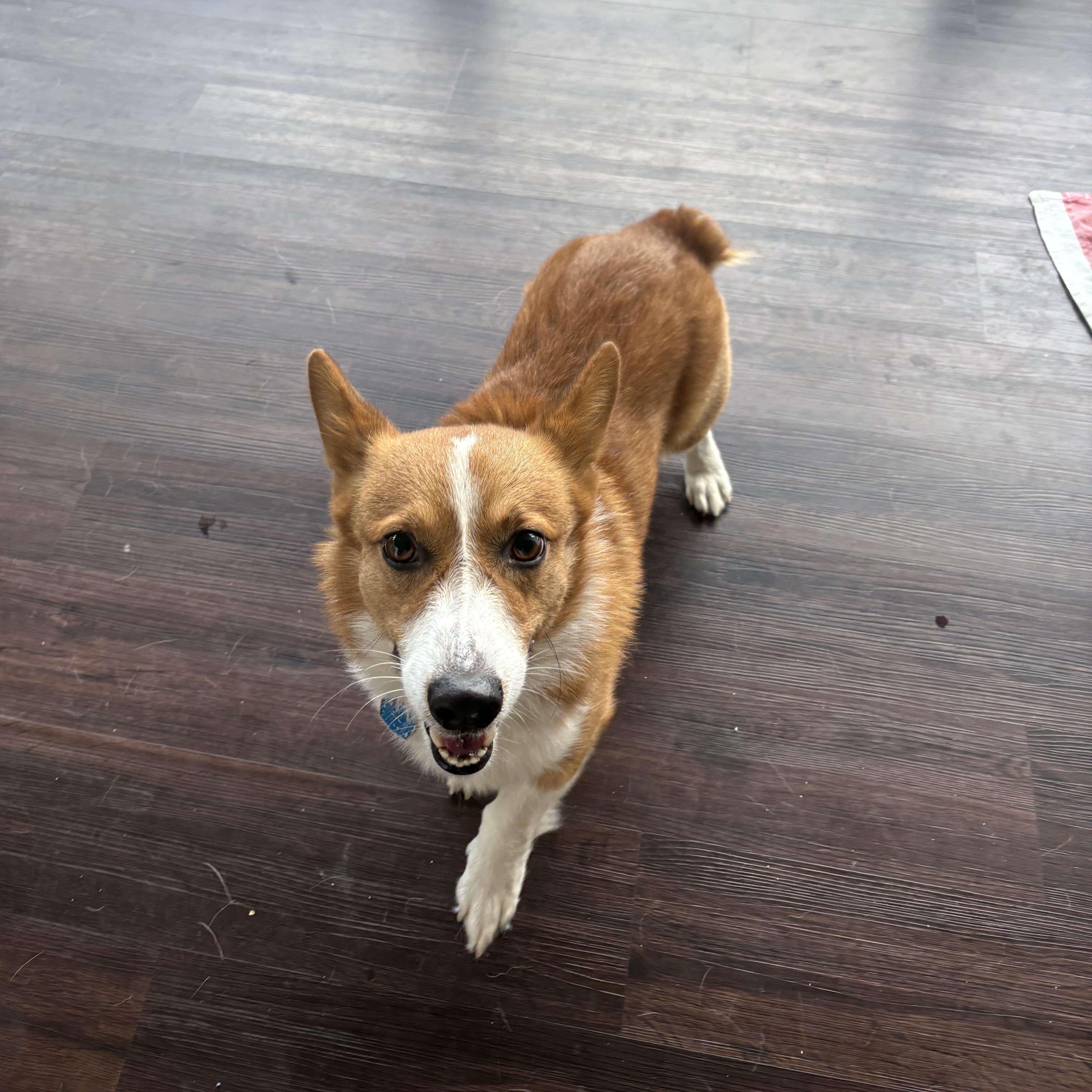 Charlie The Corgi thumbnail 5