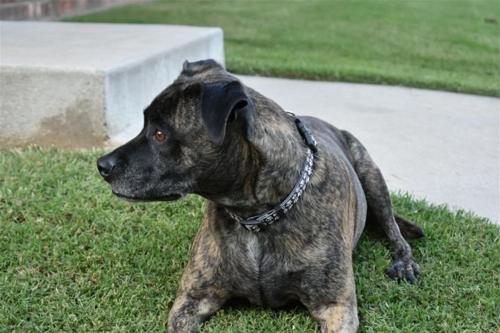 Enlarge Cowboy, a Adoptable mixed breed in Guthrie, OK image 1/5