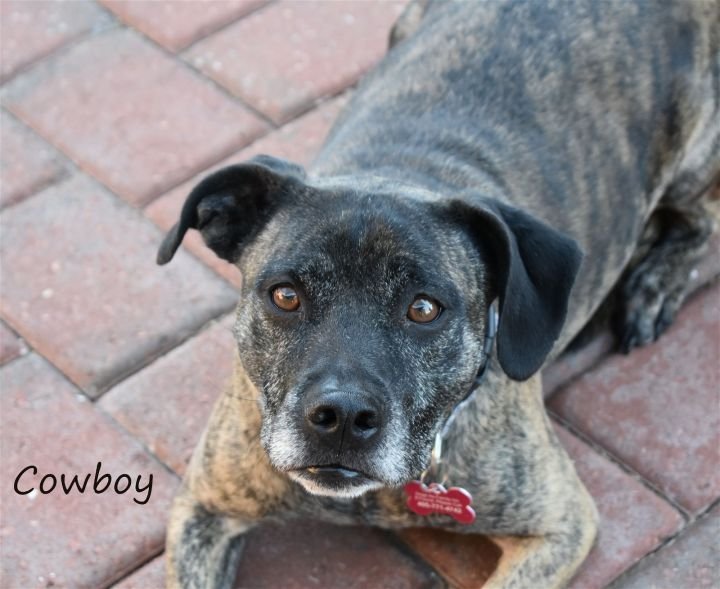 Enlarge Cowboy, a Adoptable mixed breed in Guthrie, OK image 4/5