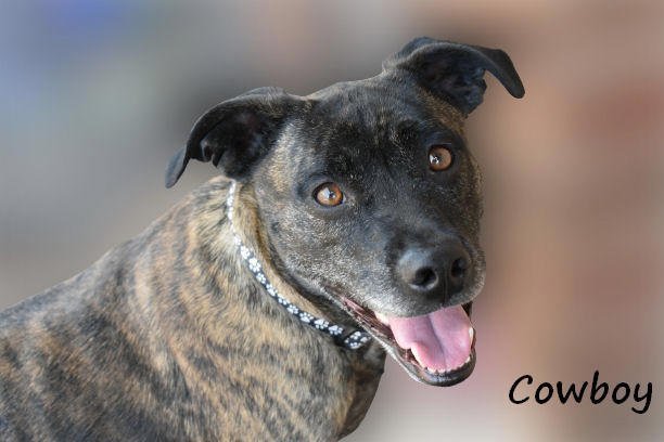 Enlarge Cowboy, a Adoptable mixed breed in Guthrie, OK image 5/5