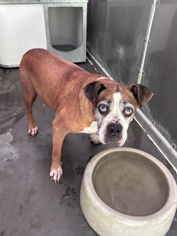 Booty, Adoptable, Adult Female Boxer & Mixed Breed.