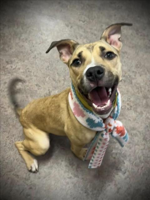 MYRA, Adoptable, Young Female Pit Bull Terrier & Mixed Breed.
