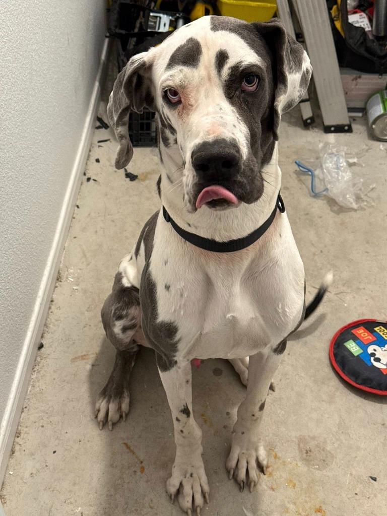 Enlarge Shadow, an adopted Great Dane in Durant, OK image 4/6