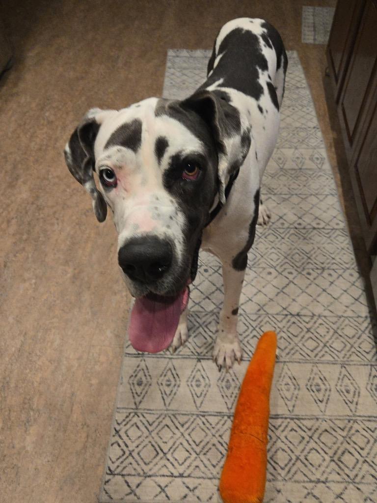 Enlarge Shadow, an adopted Great Dane in Durant, OK image 1/6