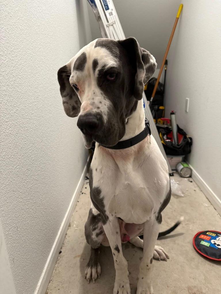 Enlarge Shadow, an adopted Great Dane in Durant, OK image 5/6