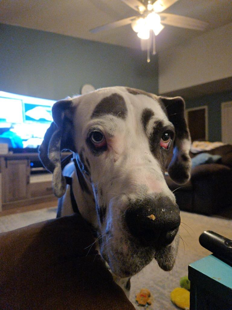 Enlarge Shadow, an adopted Great Dane in Durant, OK image 2/6