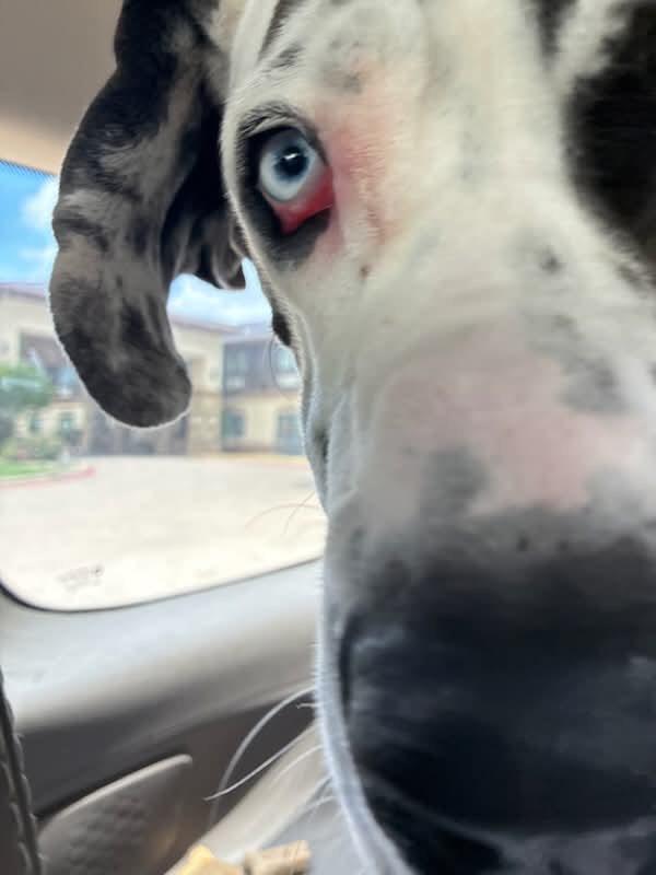 Enlarge Shadow, an adopted Great Dane in Durant, OK image 6/6