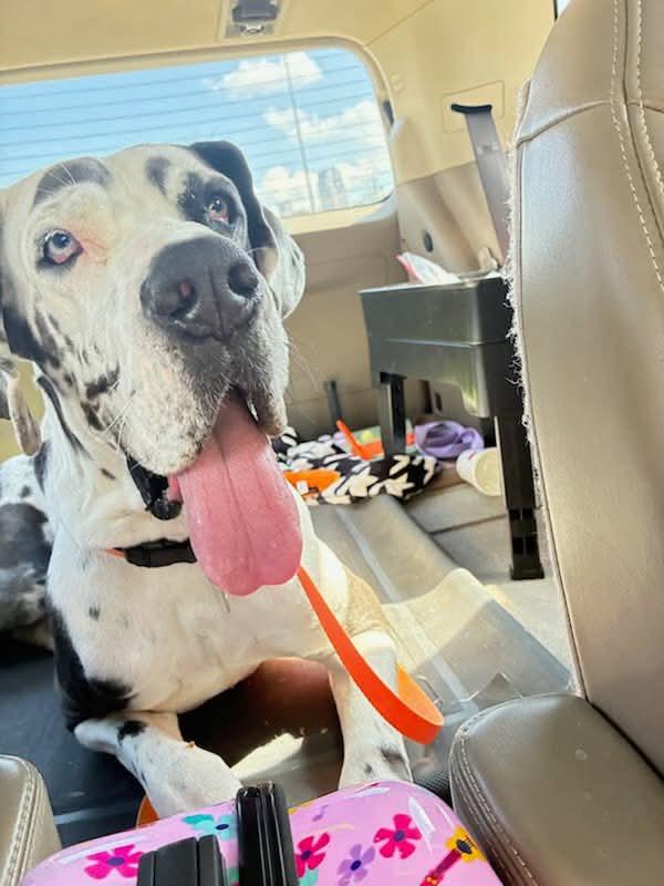 Enlarge Shadow, an adopted Great Dane in Durant, OK image 3/6