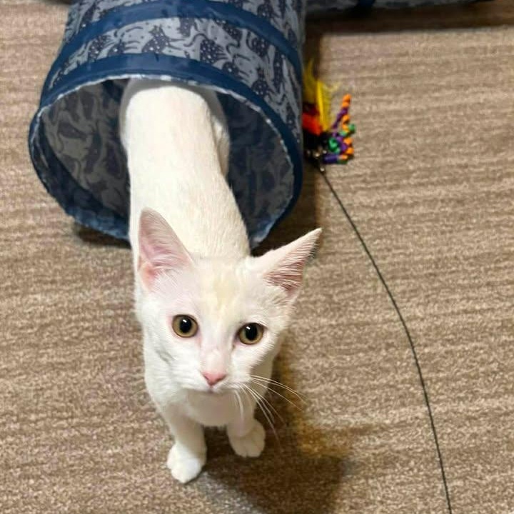 Enlarge Sugar, a ADOPTABLE Domestic Short Hair in Trophy Club, TX image 3/6