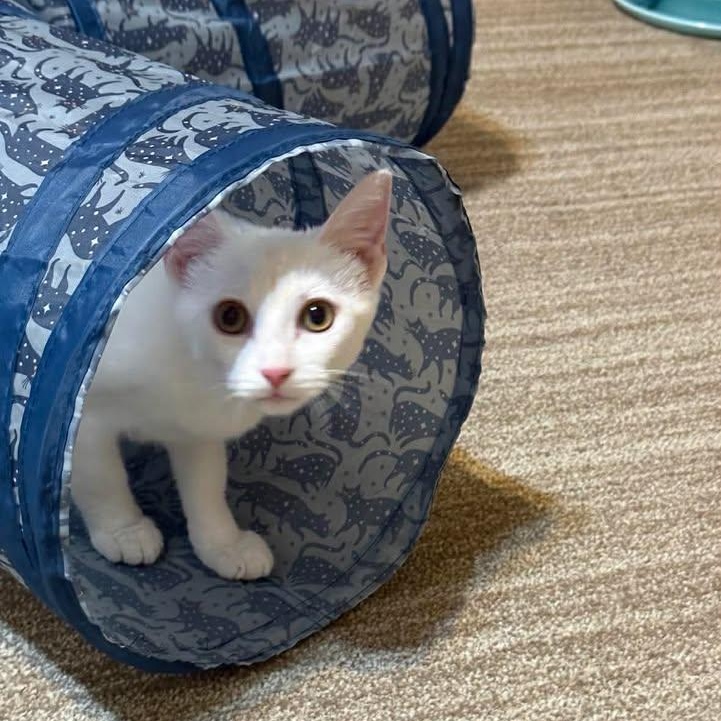 Enlarge Sugar, a ADOPTABLE Domestic Short Hair in Trophy Club, TX image 2/6