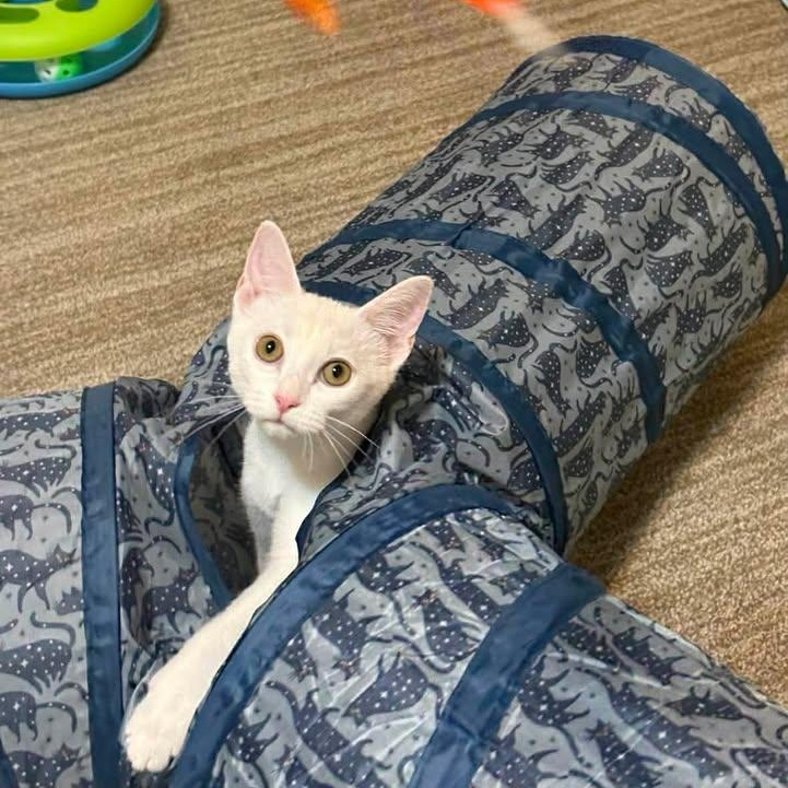 Enlarge Sugar, a ADOPTABLE Domestic Short Hair in Trophy Club, TX image 4/6