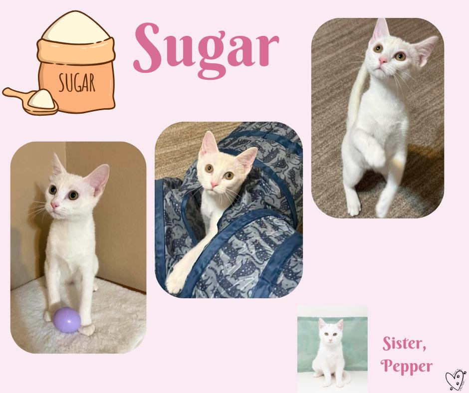 Enlarge Sugar, a ADOPTABLE Domestic Short Hair in Trophy Club, TX image 6/6
