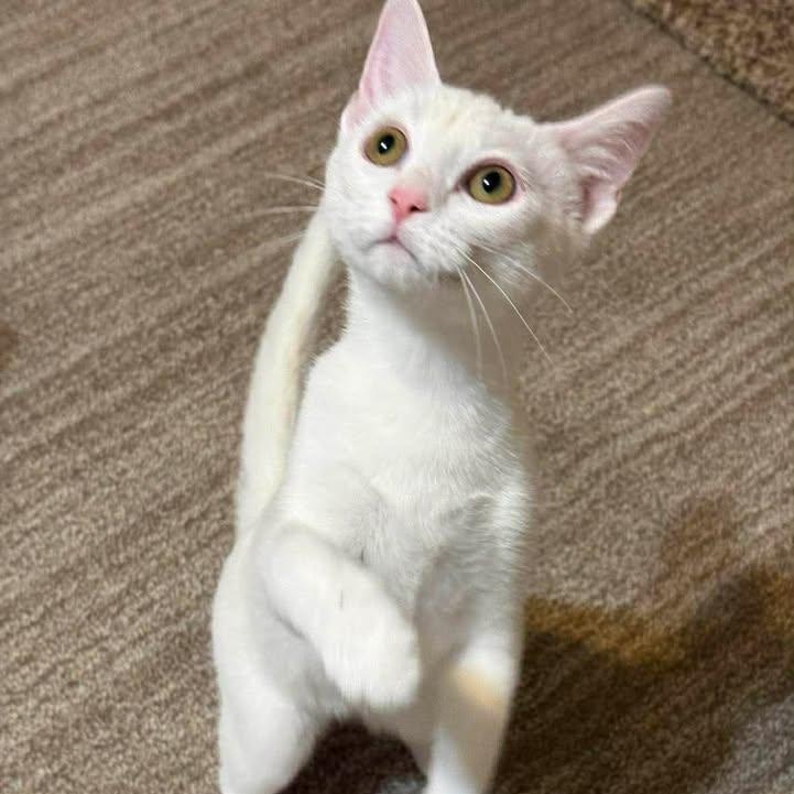 Sugar, ADOPTABLE, Kitten Female Domestic Short Hair.