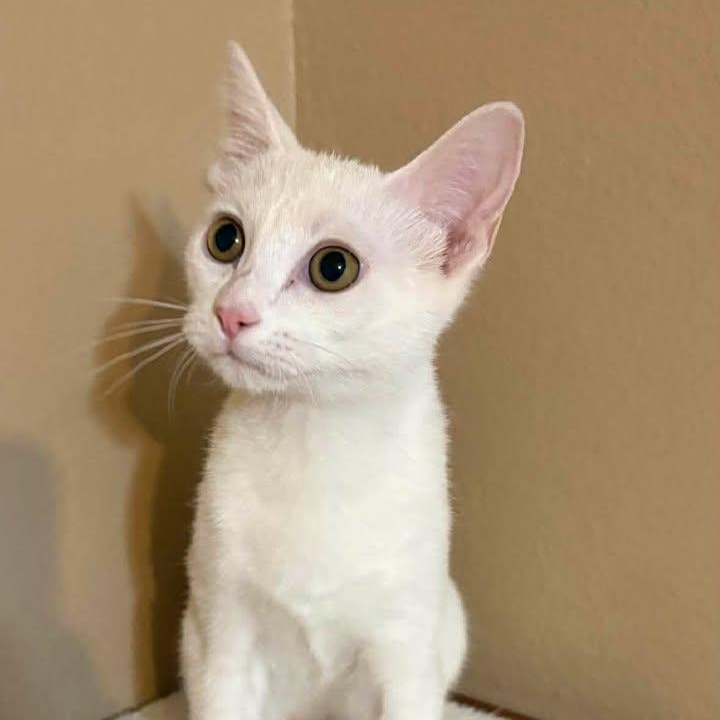 Enlarge Sugar, a ADOPTABLE Domestic Short Hair in Trophy Club, TX image 5/6