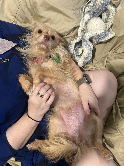 Enlarge Peanut, a Adoptable Terrier in Los Angeles, CA image 5/5