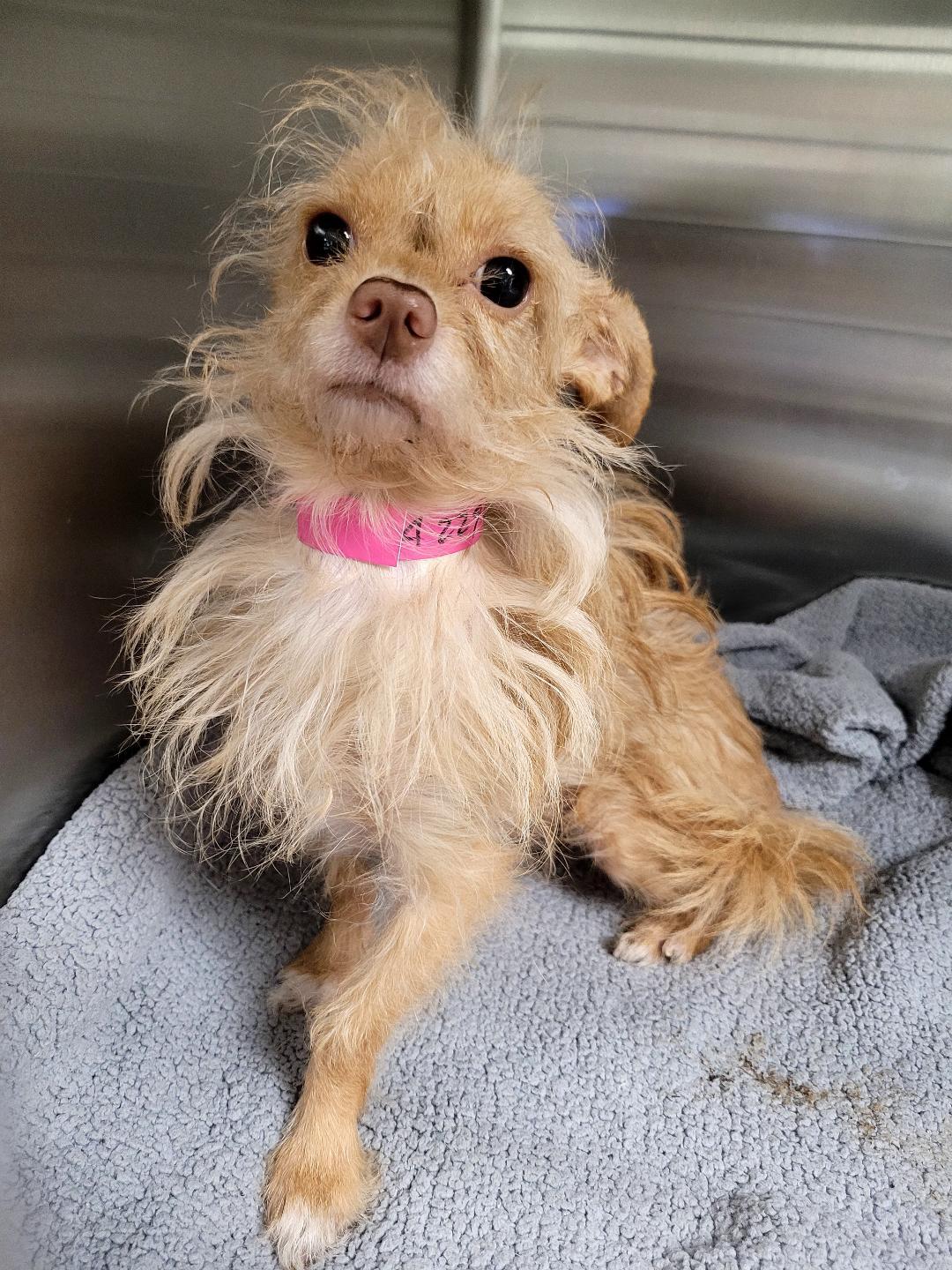 Enlarge Peanut, a Adoptable Terrier in Los Angeles, CA image 2/5