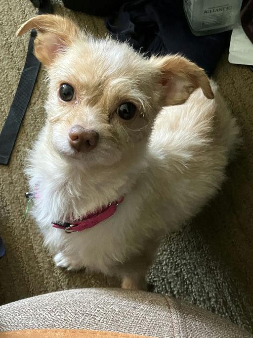 Peanut, Adoptable, Adult Female Terrier.