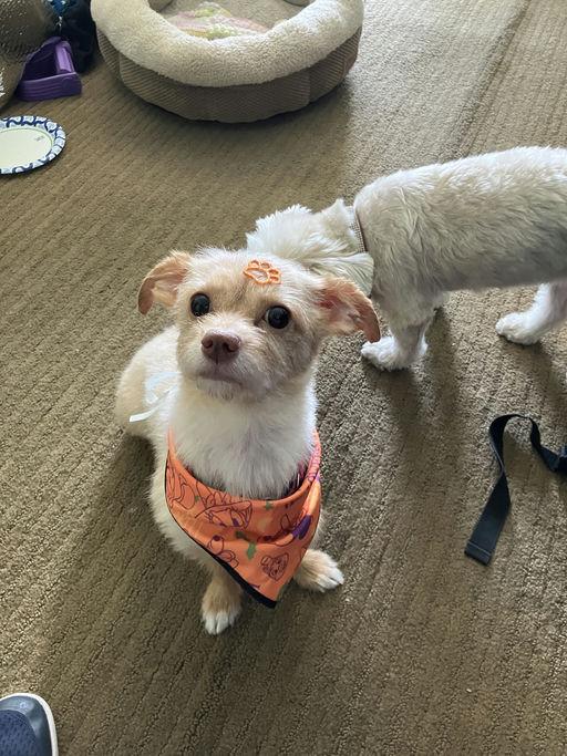 Enlarge Peanut, a Adoptable Terrier in Los Angeles, CA image 3/5