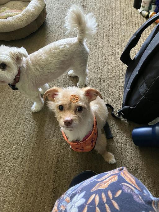Enlarge Peanut, a Adoptable Terrier in Los Angeles, CA image 4/5