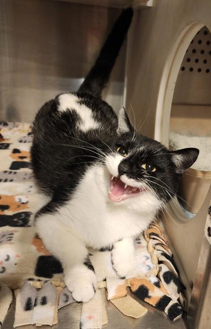 Ellie, ADOPTABLE, Adult Female Domestic Short Hair & Tuxedo.